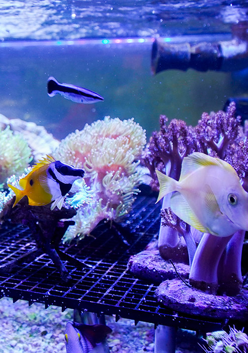 The Marine Center - Meerwasseraquarium